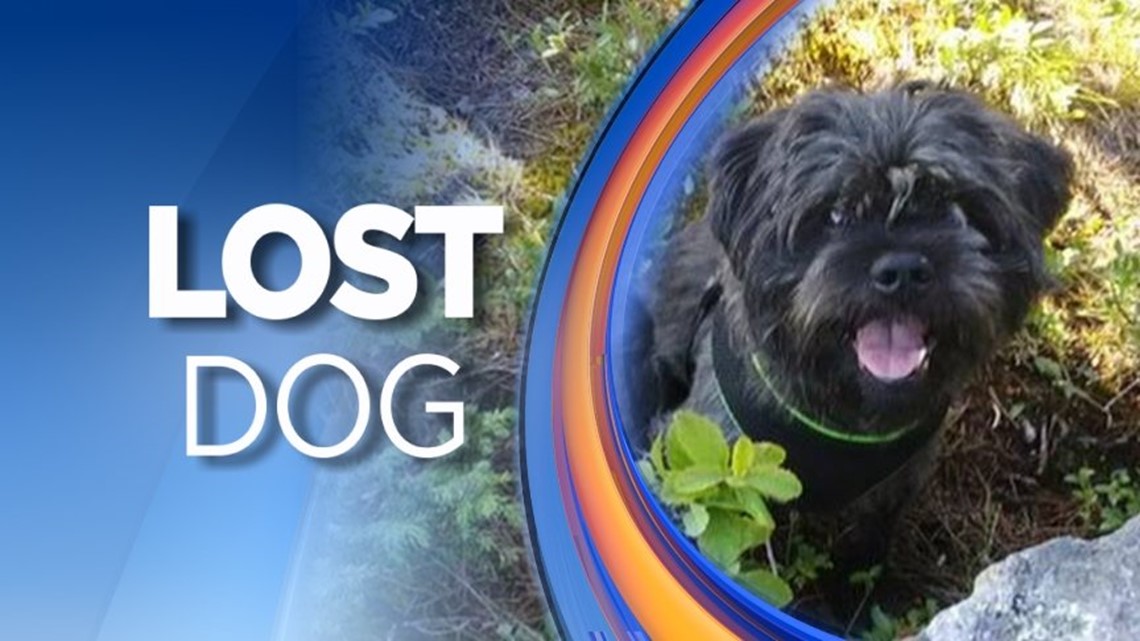 Search for Dog Missing after Interstate 80 Crash | wnep.com