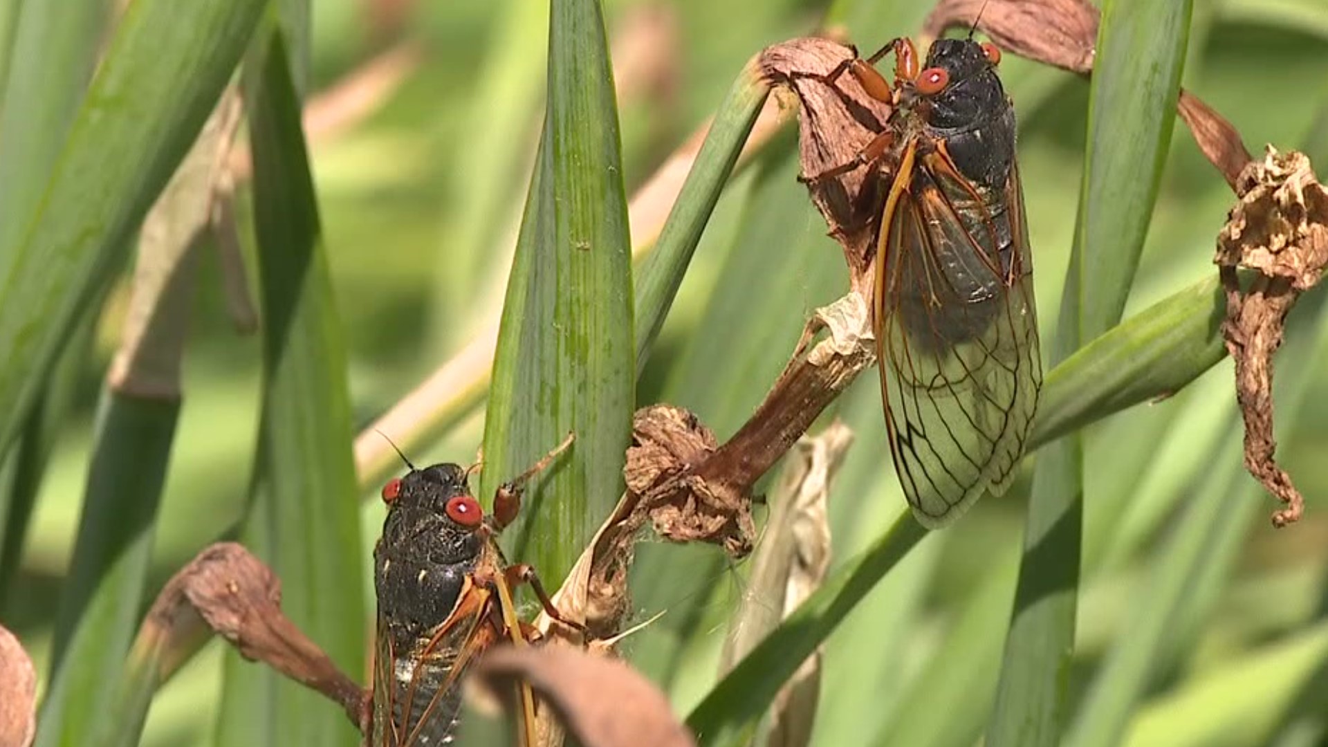 After months of talking about them, cicadas have made it to our area.