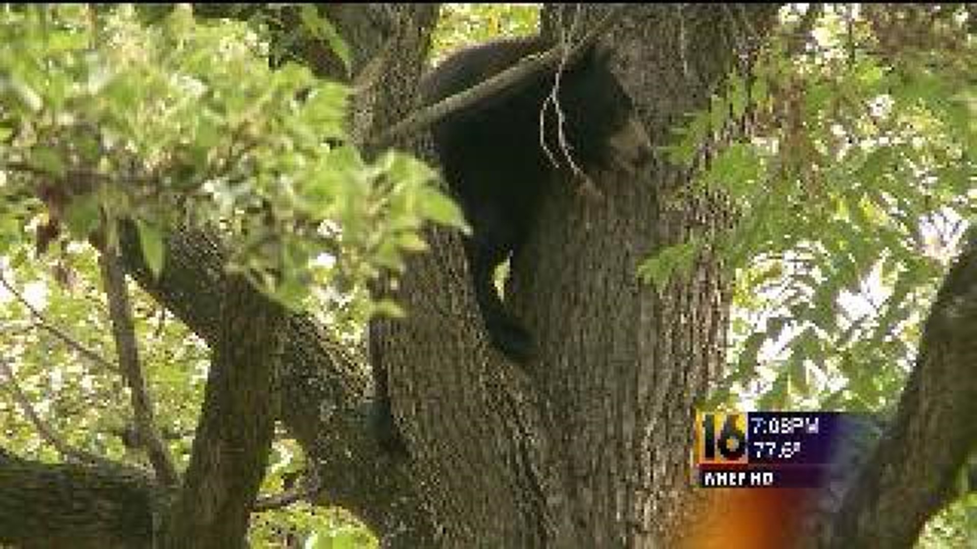Bear Wanders into Neighborhood and Up Tree