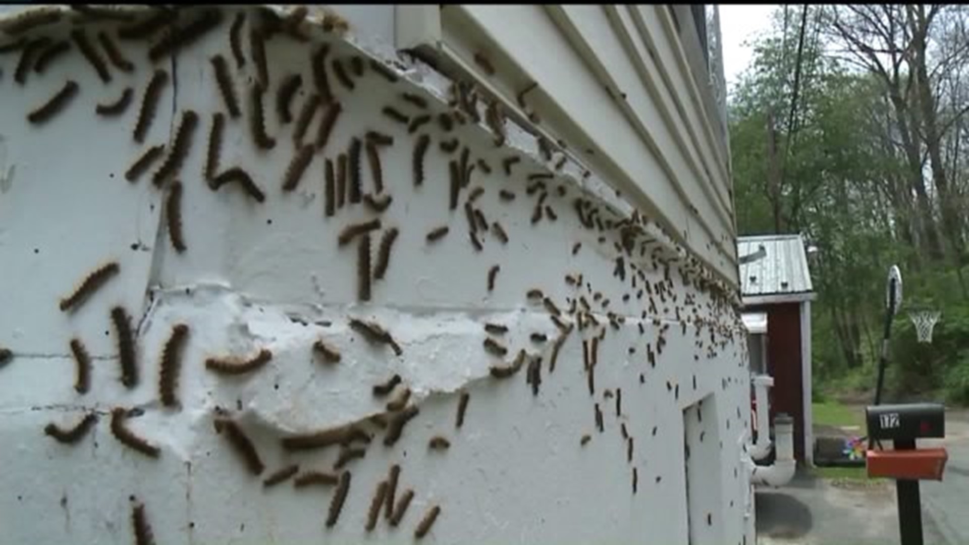 Preparing for Gypsy Moth Caterpillars