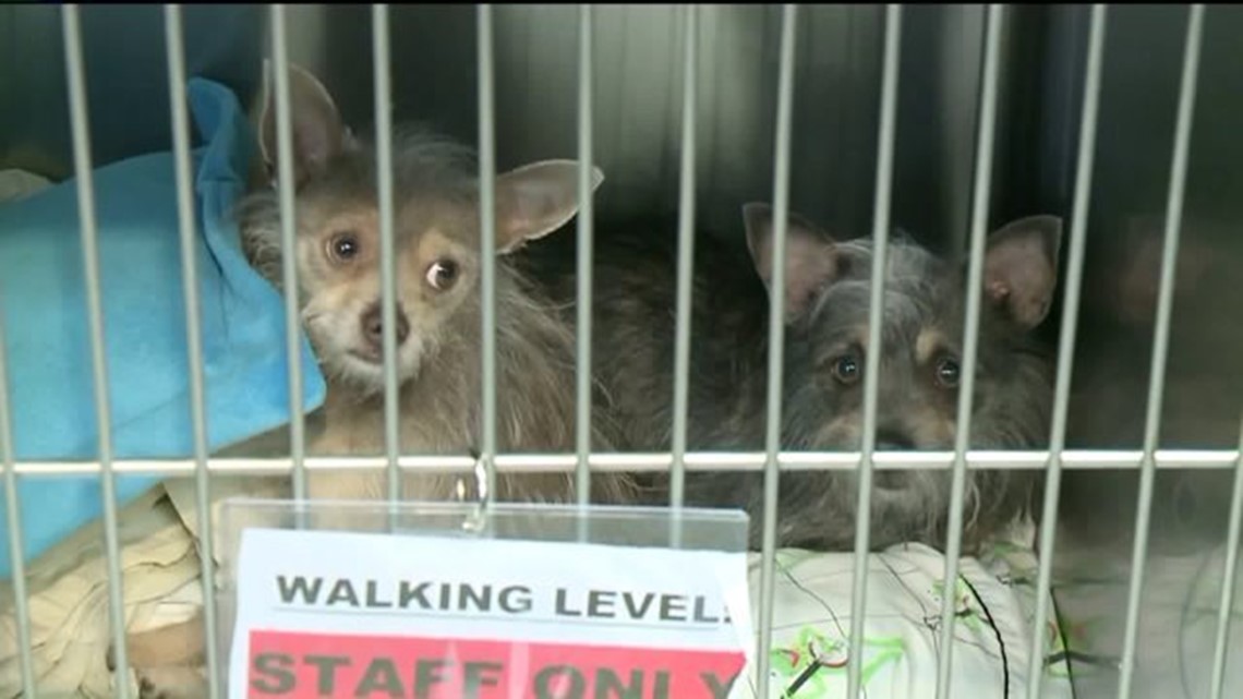 More Dogs Abandoned In Shopping Center Parking Lot Wnep Com