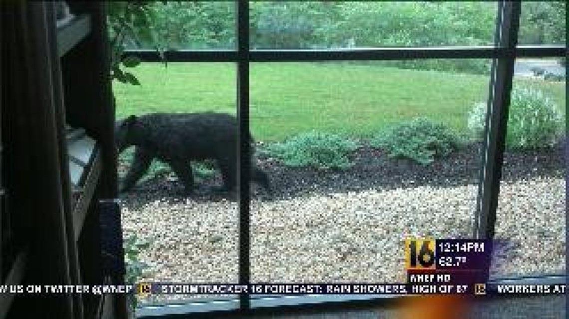 Backyard Bear At Wnep Wnep