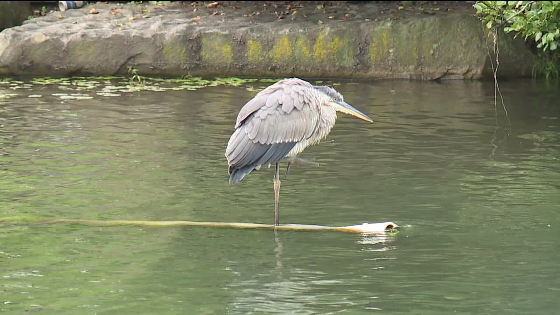 Heroes Rescue Tangled Heron at McDade Park