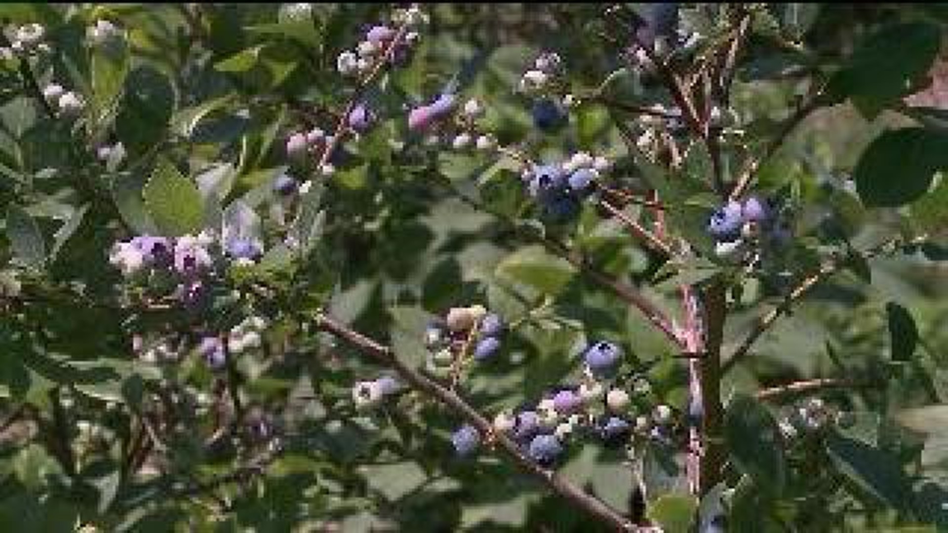 Blueberry Season Not ‘Ripe’ on Time