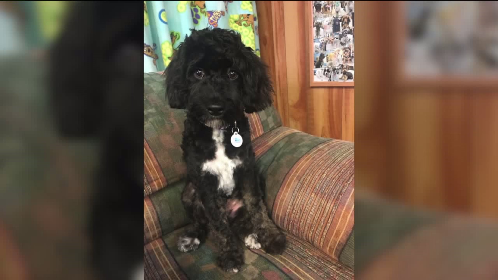 Police Looking for Driver After Therapy Dog Hit and Killed