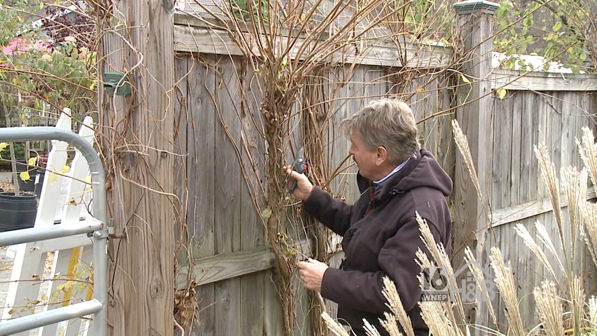 Pruning Before the Winter