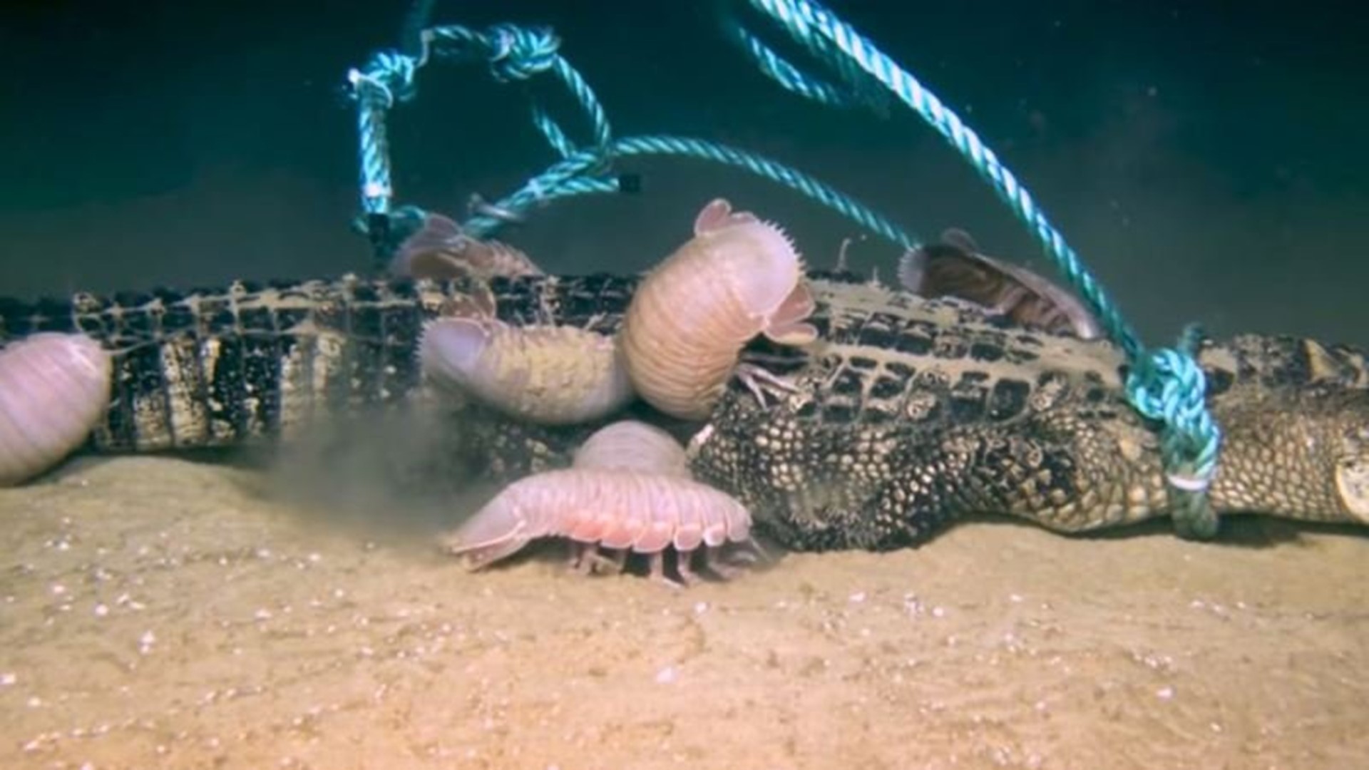 Video Shows Football-Sized Crustaceans Devouring Alligator on Ocean ...