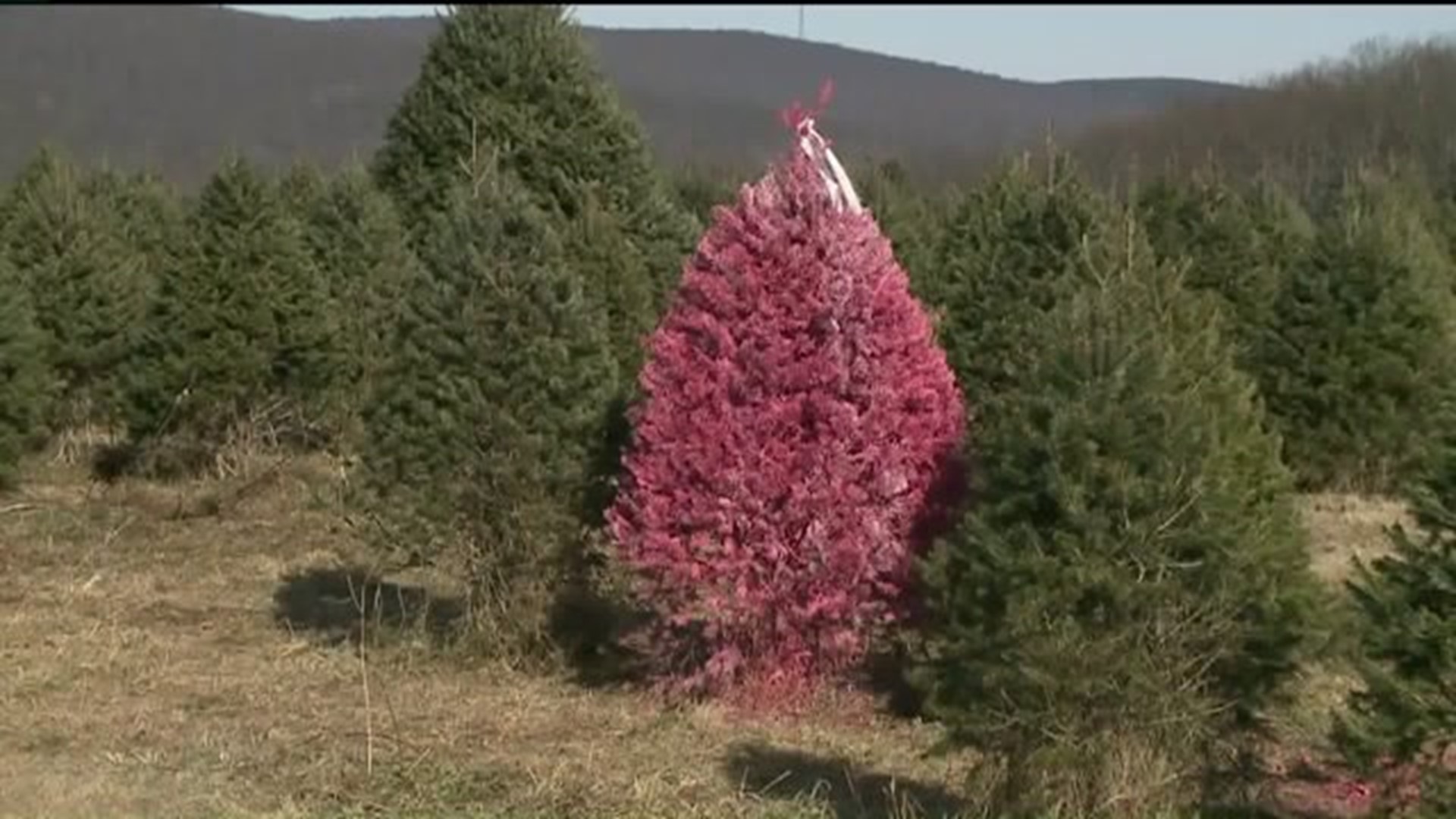 Spray-Painting Christmas Trees for the Holiday Season