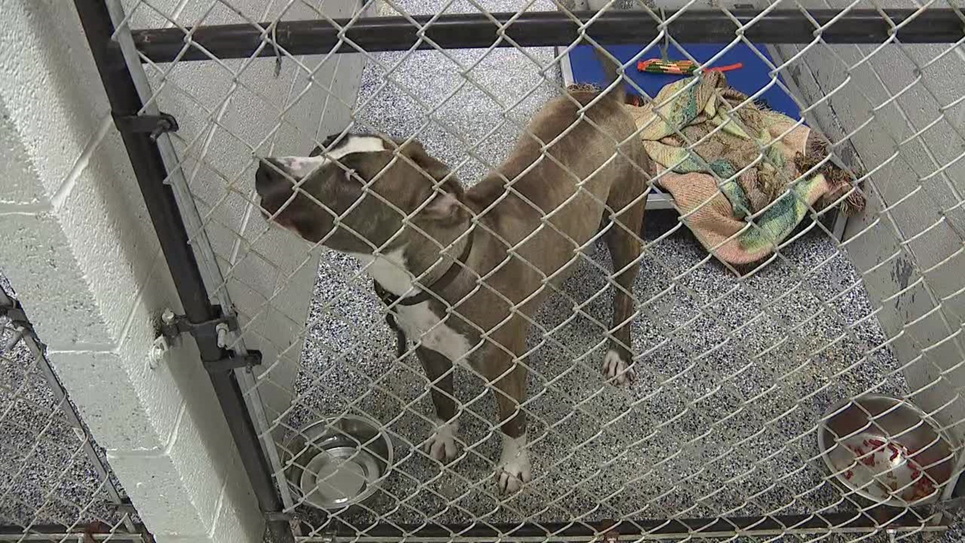 Carbon County Animal Shelter needs repairs 
