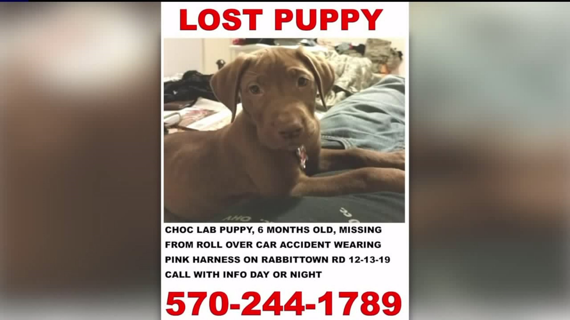 Missing Hero Puppy Found