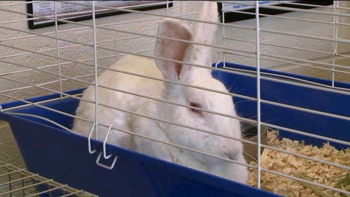 Rabbits Available For Adoption
