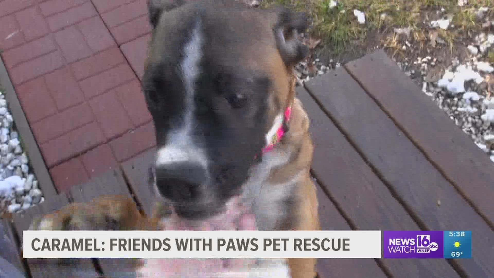 In this week's 16 To The Rescue, we meet a 5-month-old malinois/boxer mix who was rescued from the south with 7 of her siblings.