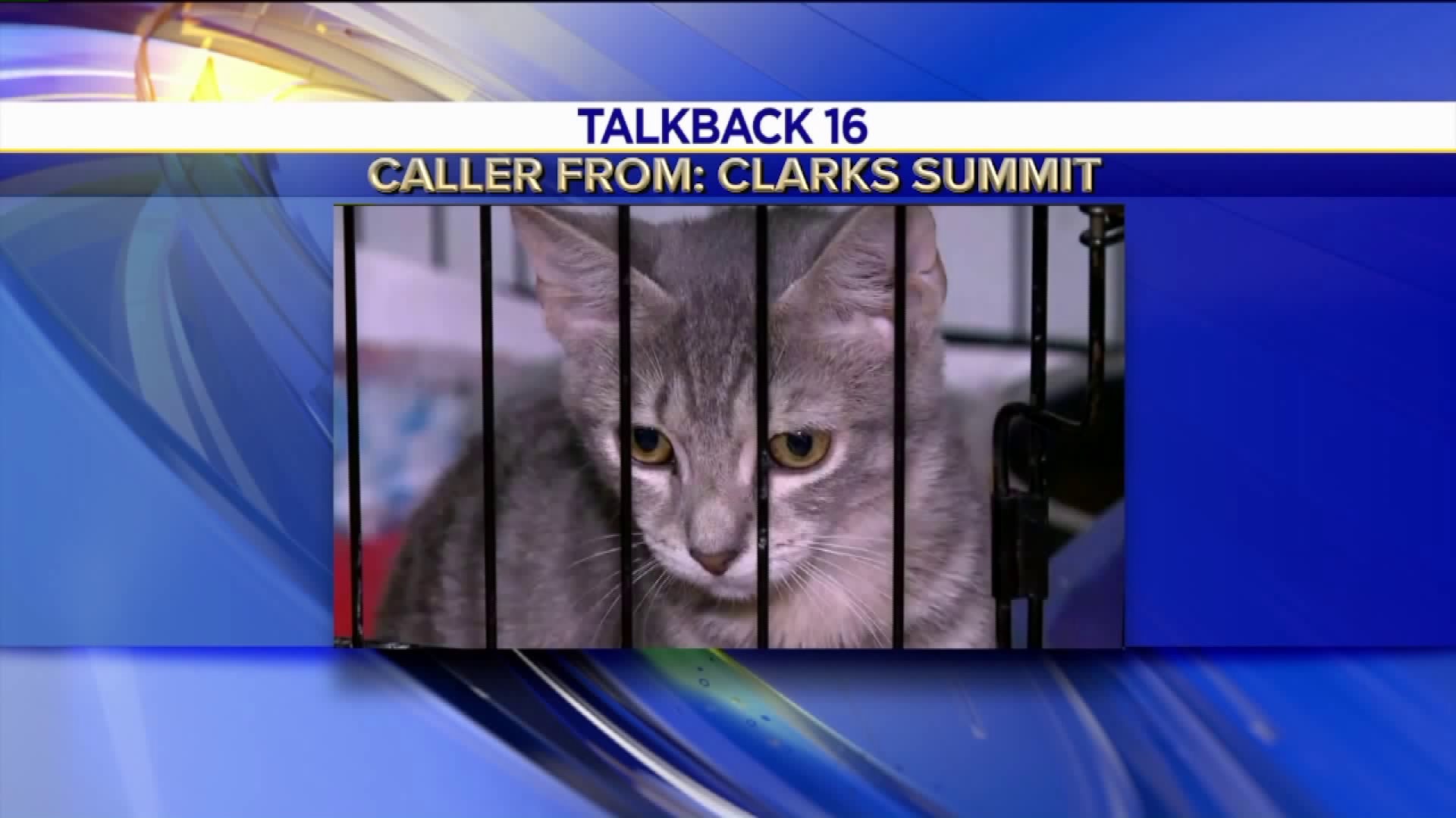 Talkback 16: Outrage Over Woman's Cat Collection