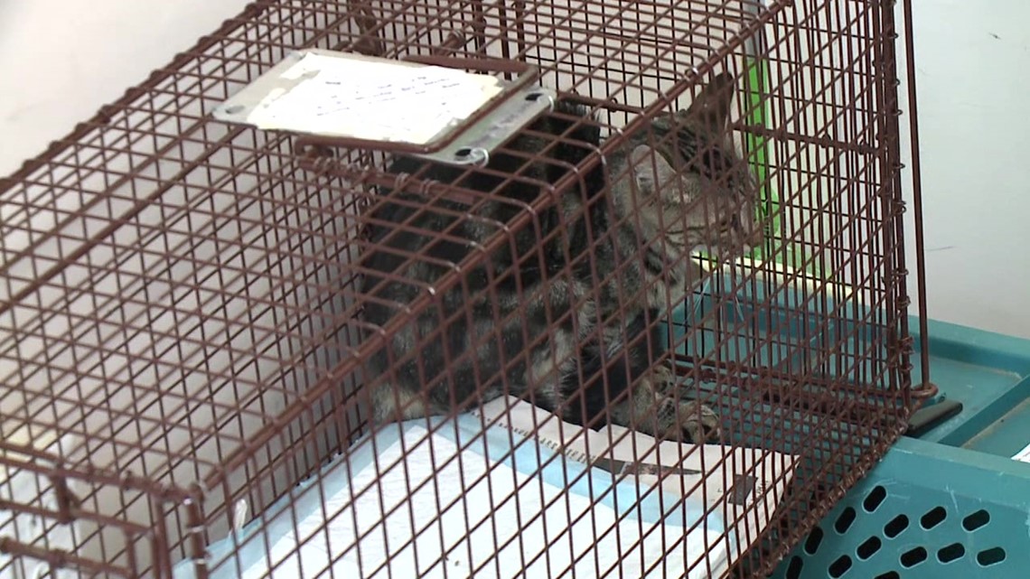 Low-cost spay and neuter clinic held in Luzerne County - Vimarsana News