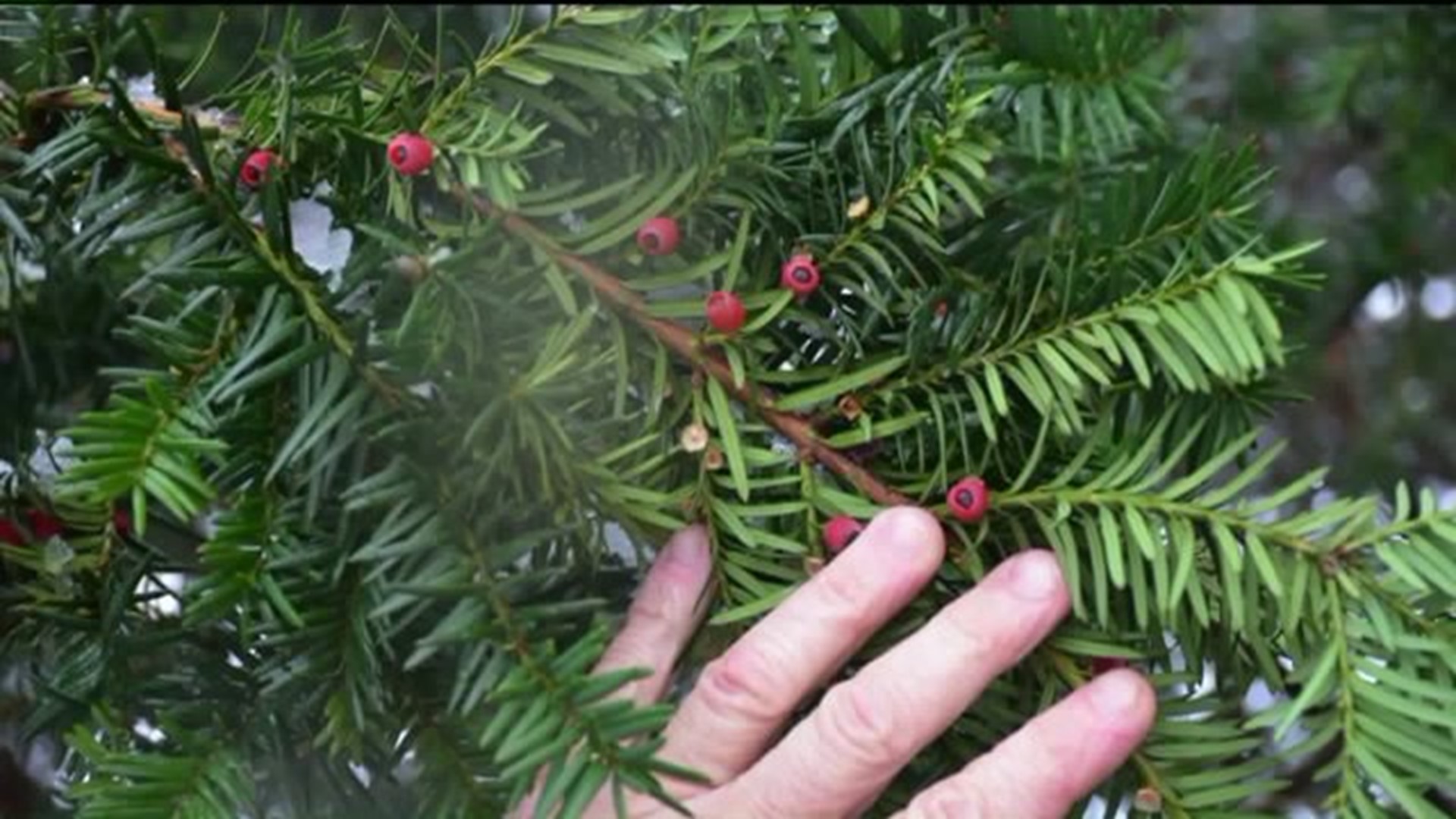 Bears` Deaths Blamed on English Yew Plant
