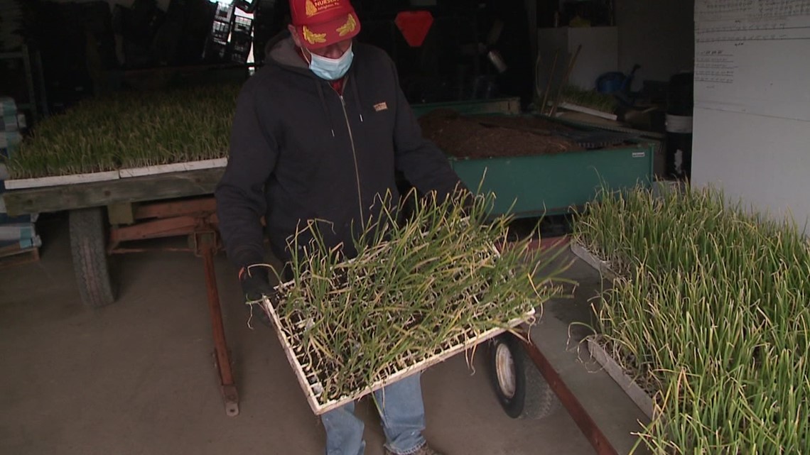 Cold weather causes extra work and worry for nursery in Carbon County - Vimarsana News