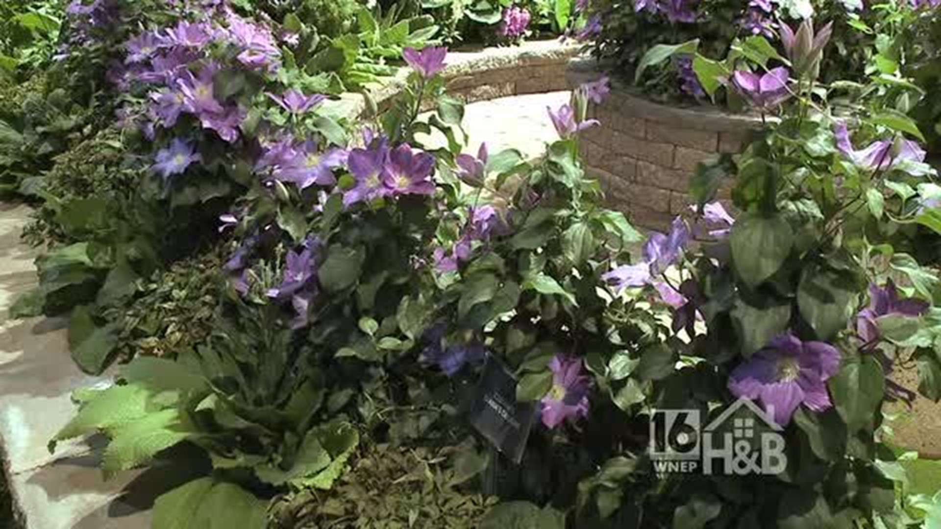 Philadelphia Flower Show: Clematis for Small Spaces