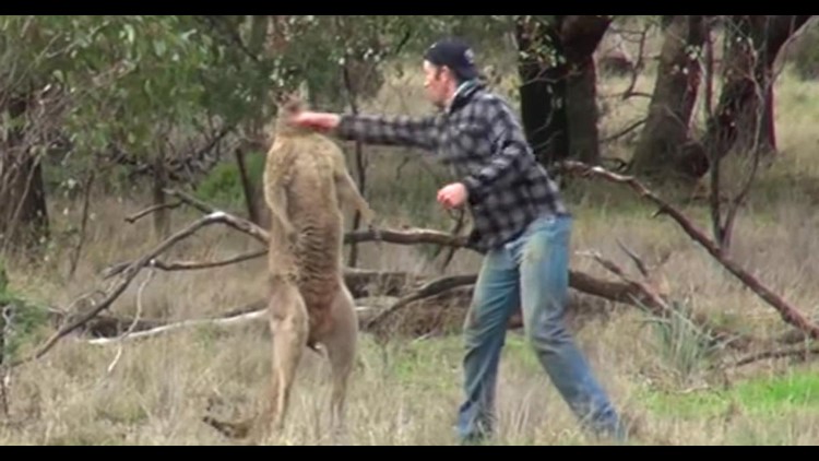 kangaroo fighting human