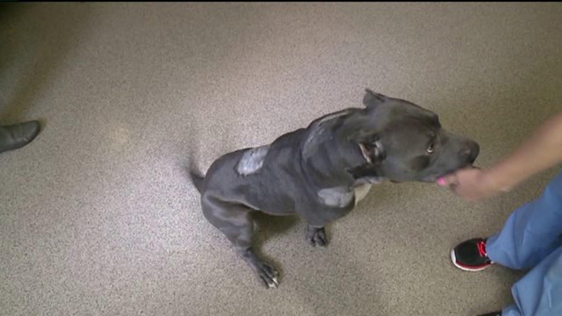 Dog Severely Abused In Northumberland County