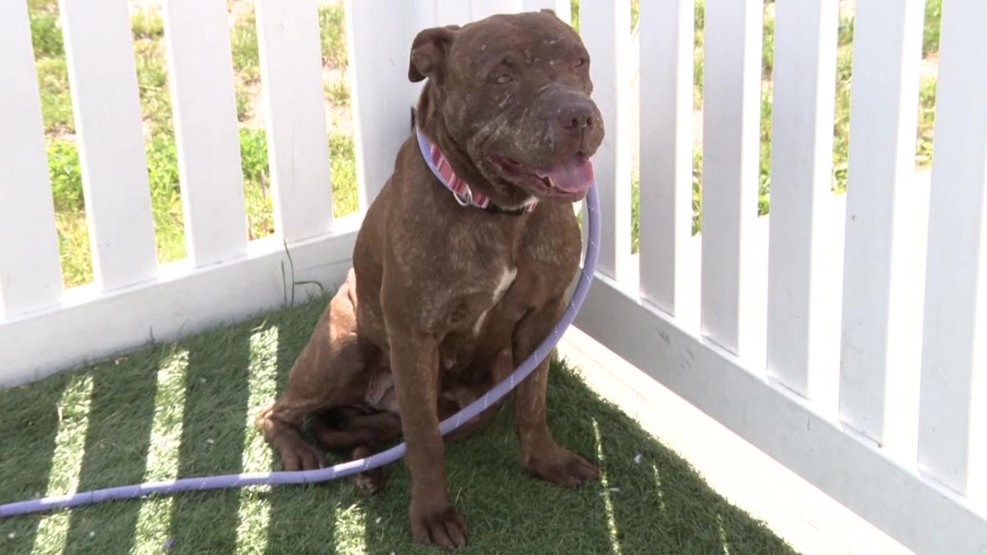 Vienna and Rosalyn, two pit bull mix dogs, were rescued from the streets in Scranton and brought to Griffin Pond Animal Shelter, clearly suffering from injuries.