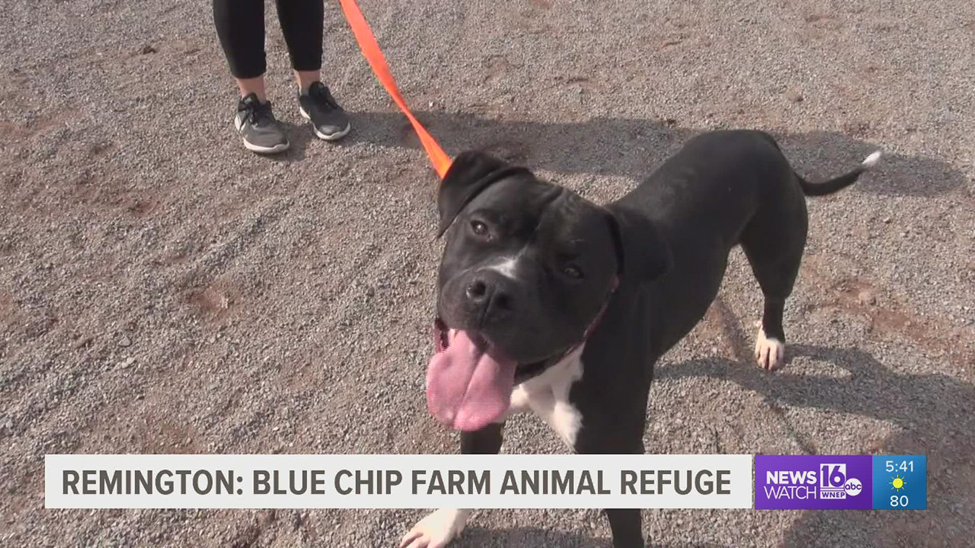 In this week's 16 To The Rescue we meet a 2-year-old Boxer/Pit Bull mix with a goofy personality, a big smile, and the perfect best friend.