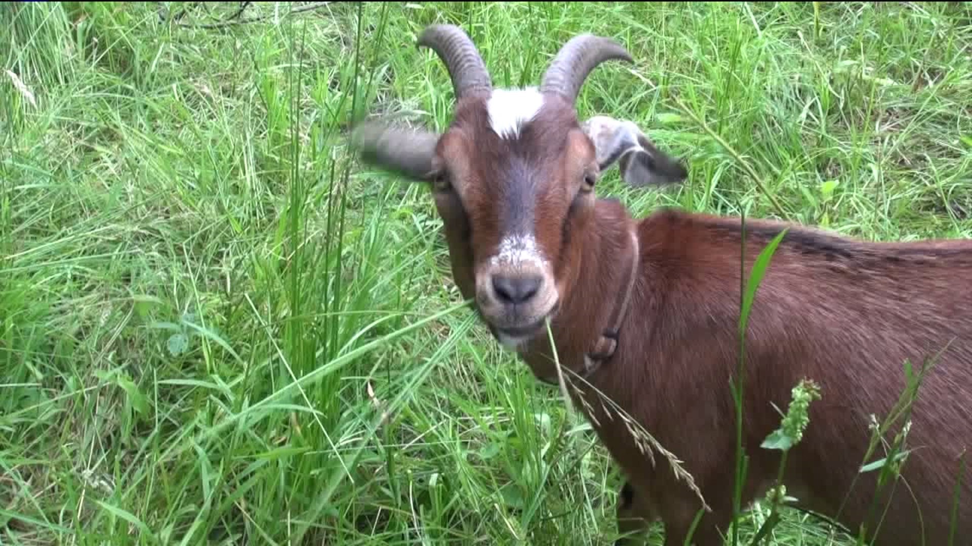 Goats Answer Ambulance Company's Call for Help