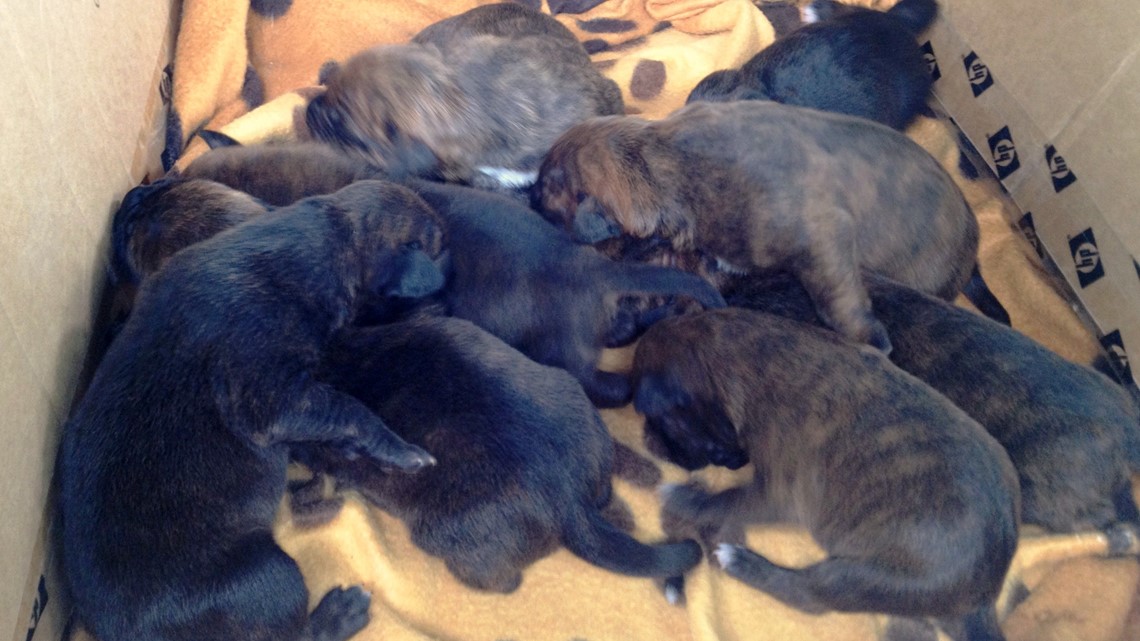 Puppies Rescued From Meth Lab In Columbia County | wnep.com