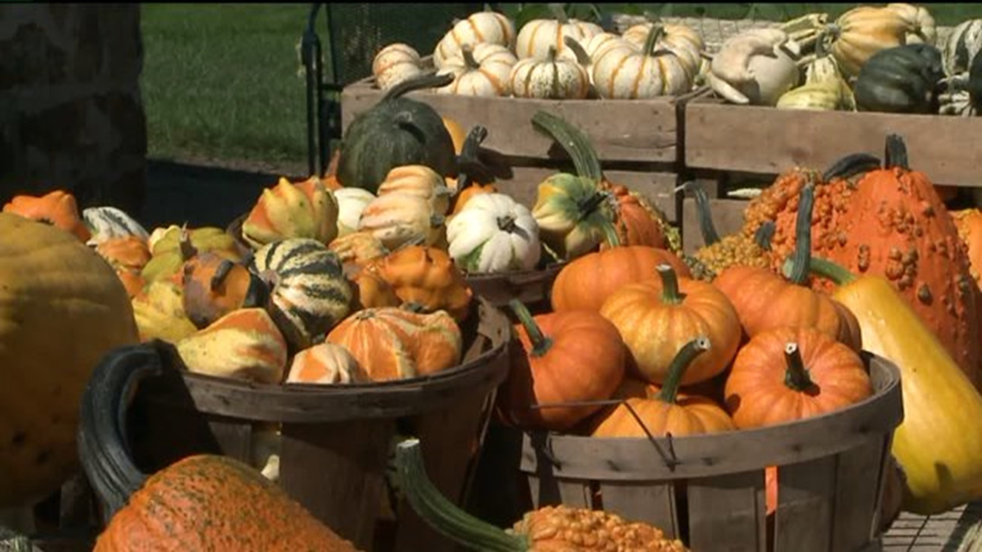 Farmers Say Pumpkins Are Ripe for the Picking