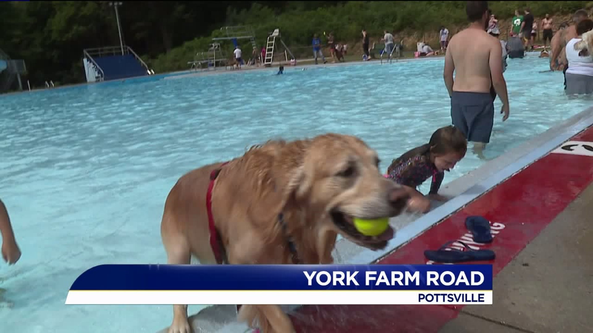 Residents Asking for Dog Park in Pottsville