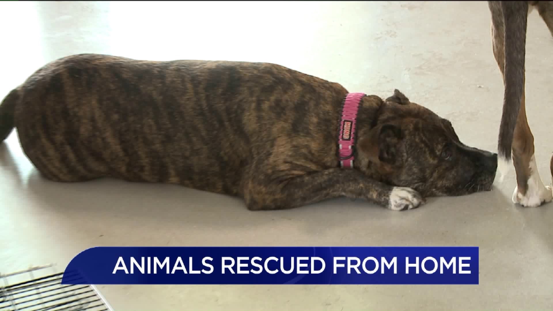 Shelter Takes in Dogs Rescued from Home