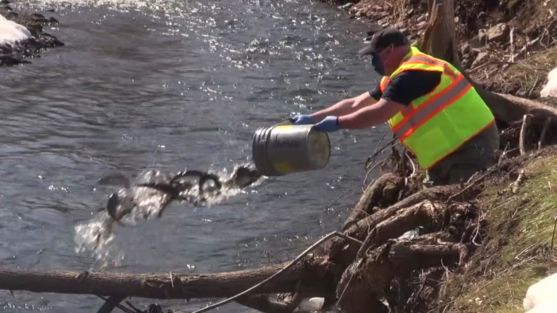 Fish and Boat Commission members were filling streams in Wayne County on Wednesday.