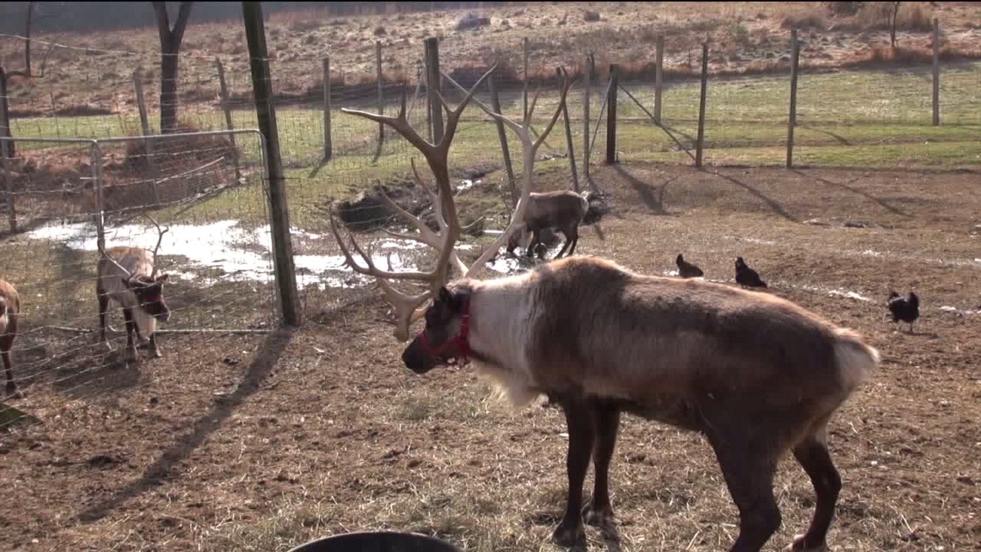 Reindeer in Training in Columbia County
