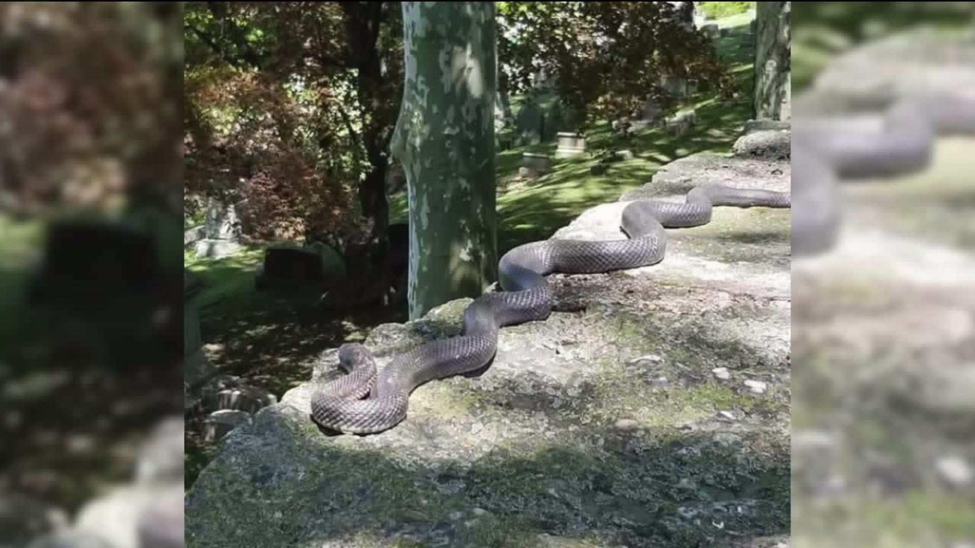 Cemetery Snake Startles Visitors in Schuylkill County