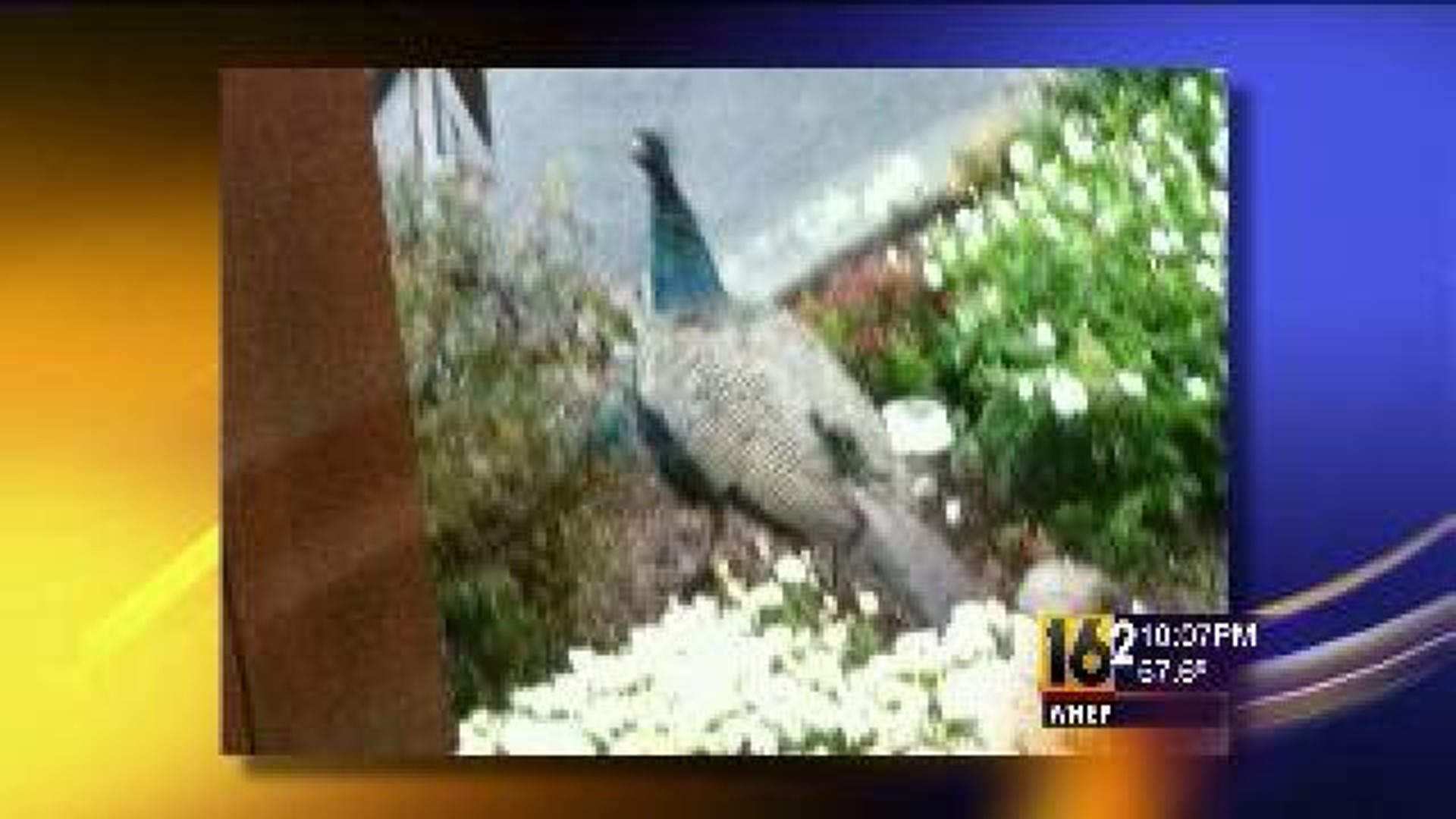 Peacock Sighting in Luzerne County Community