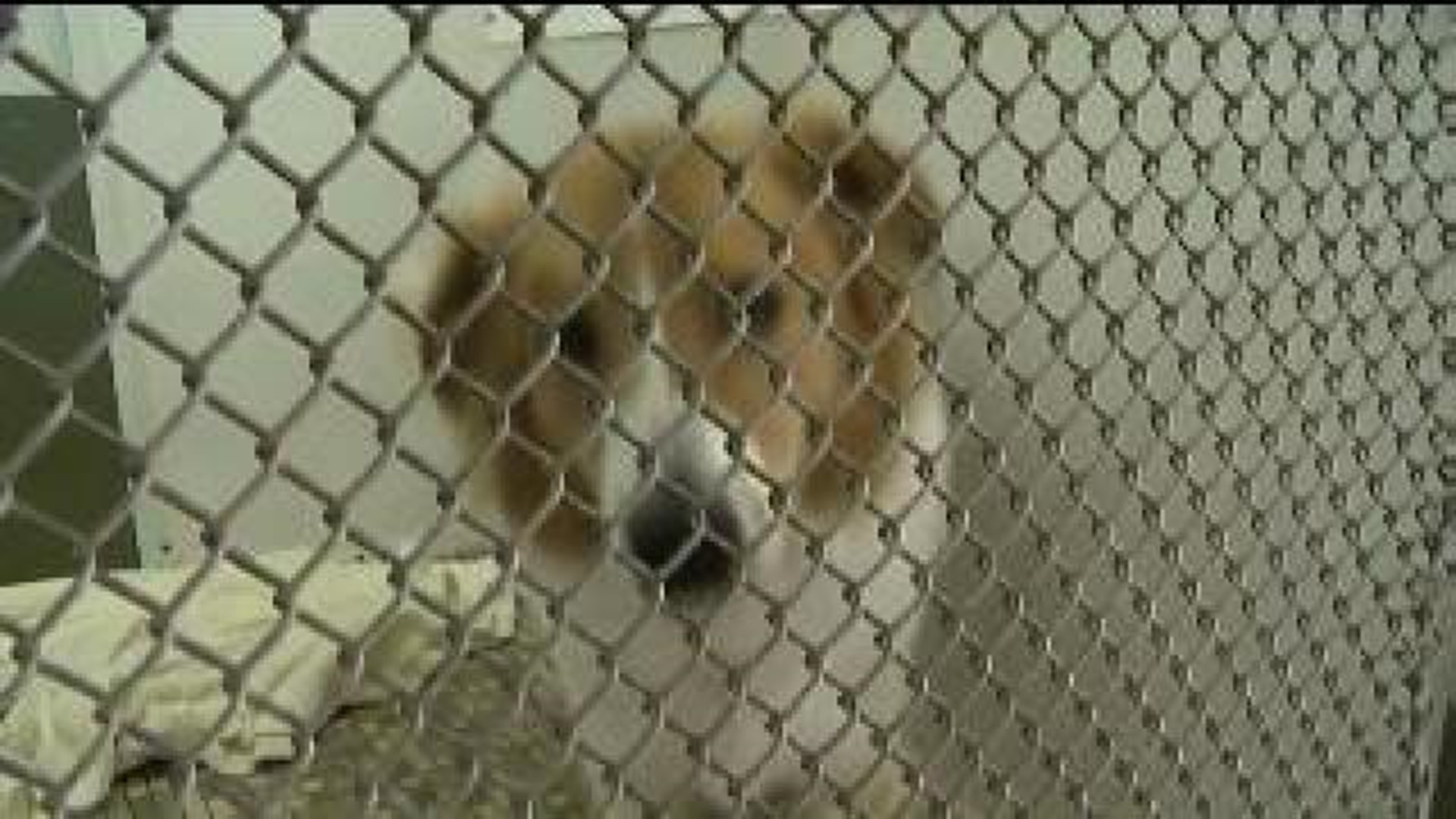 Community Coming to Aid of Animal Shelter