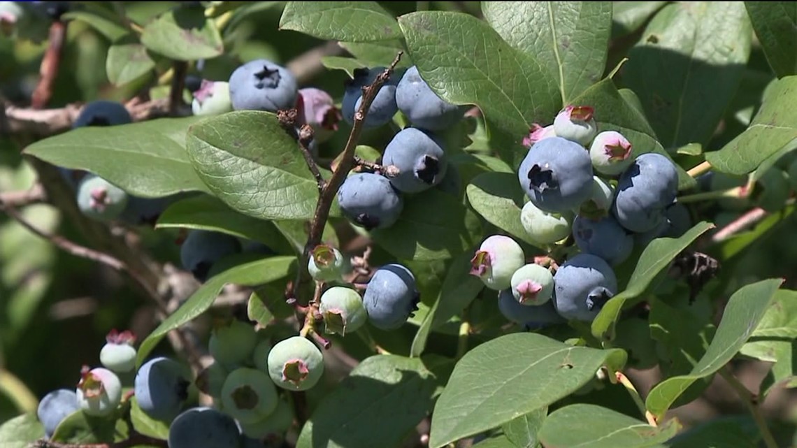 Blueberries Not Quite Ready for the Picking | wnep.com