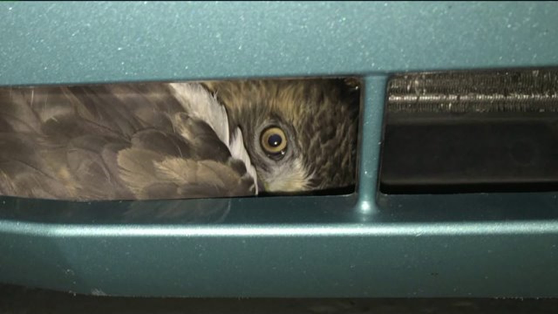 Trapped in a T-Bird: Hawk Stuck in Front Bumper