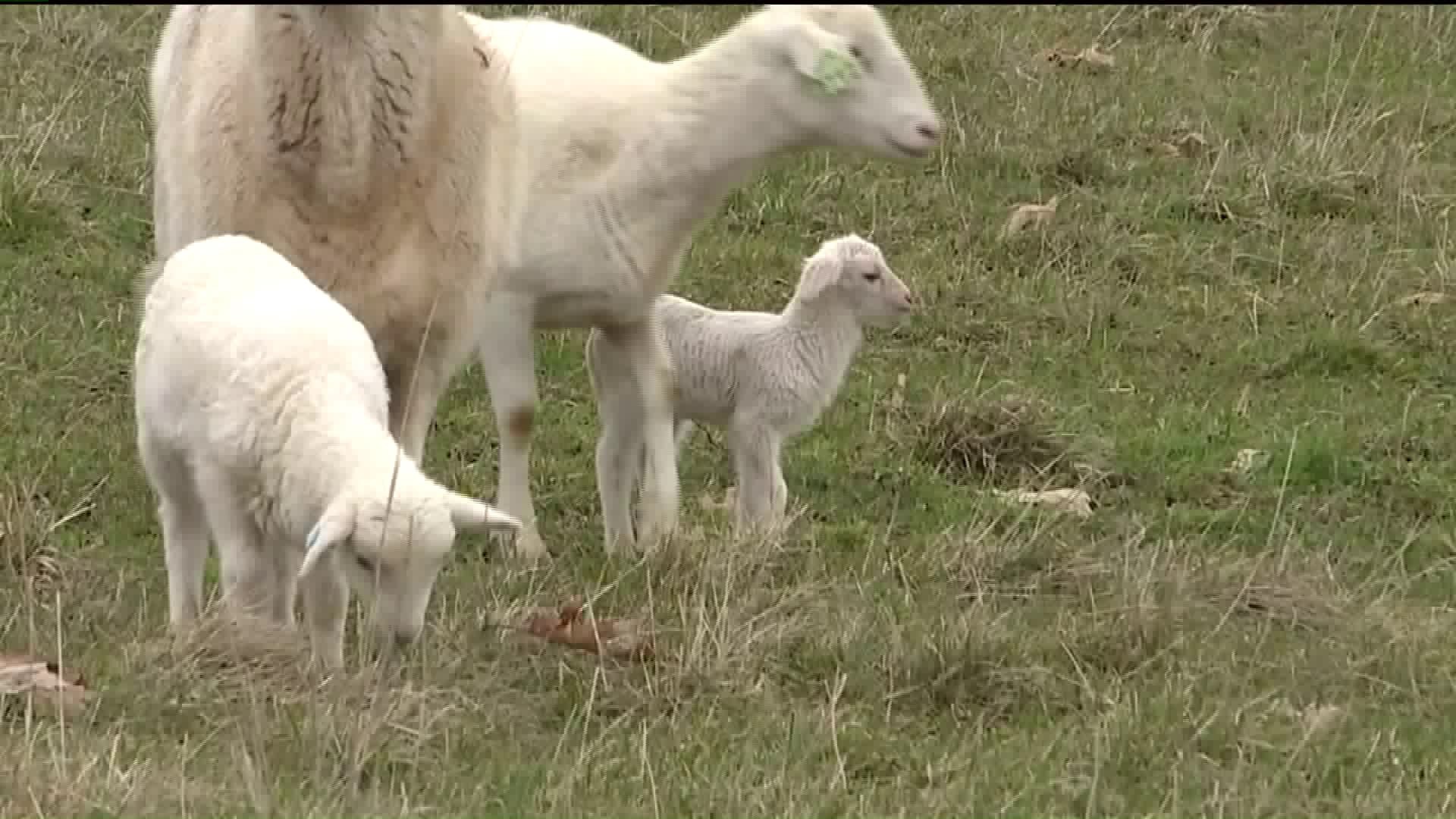Little Lambs Born in Time for Easter