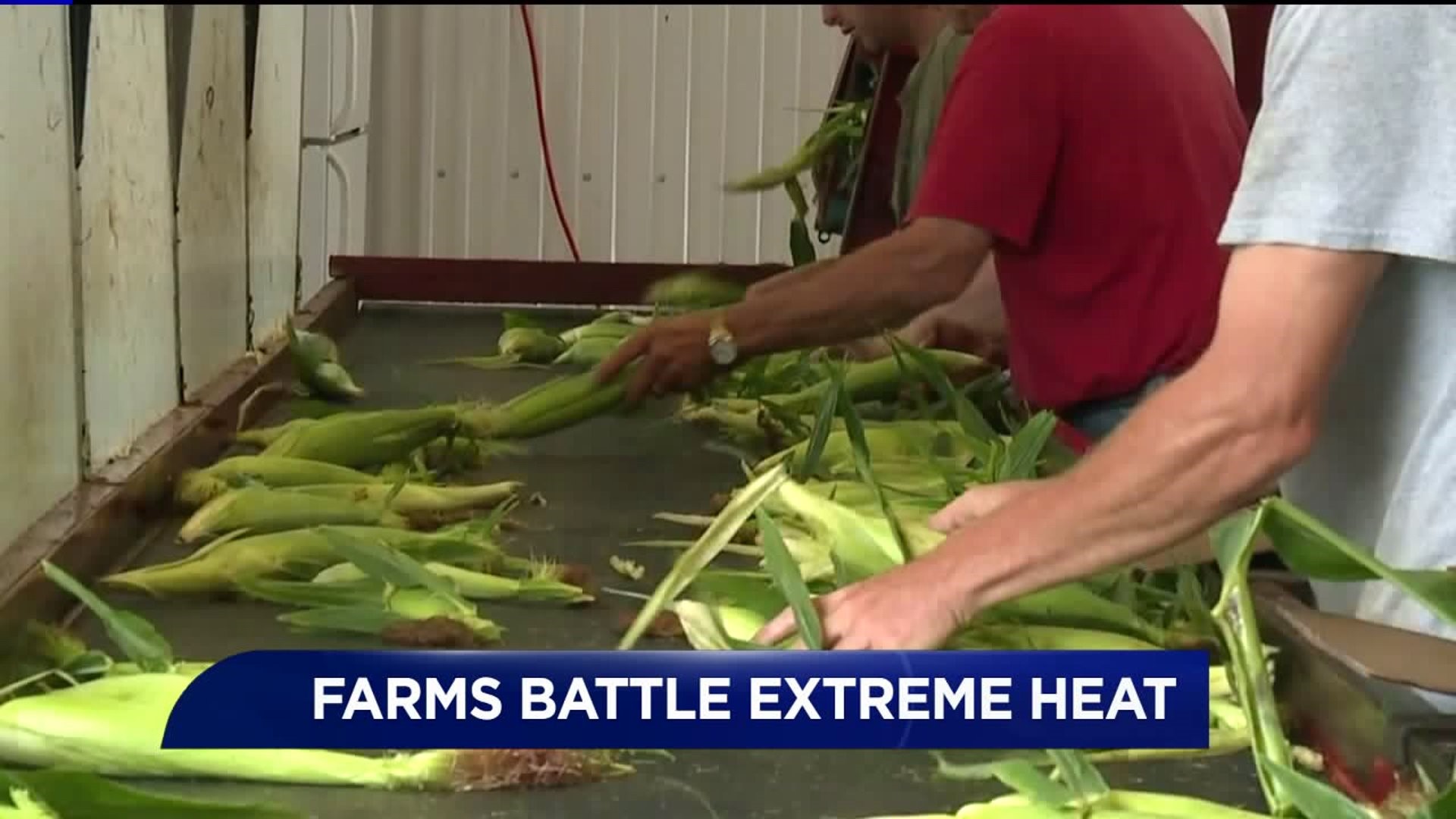 Farmers Scramble to Harvest During Heat