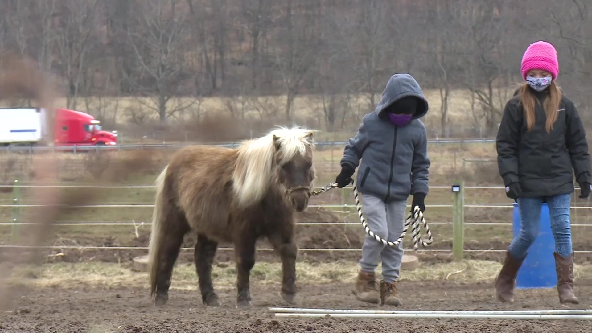 Frosty Oak Stables hosted Barn Buddies, where children learned all about grooming and handling miniature horses.