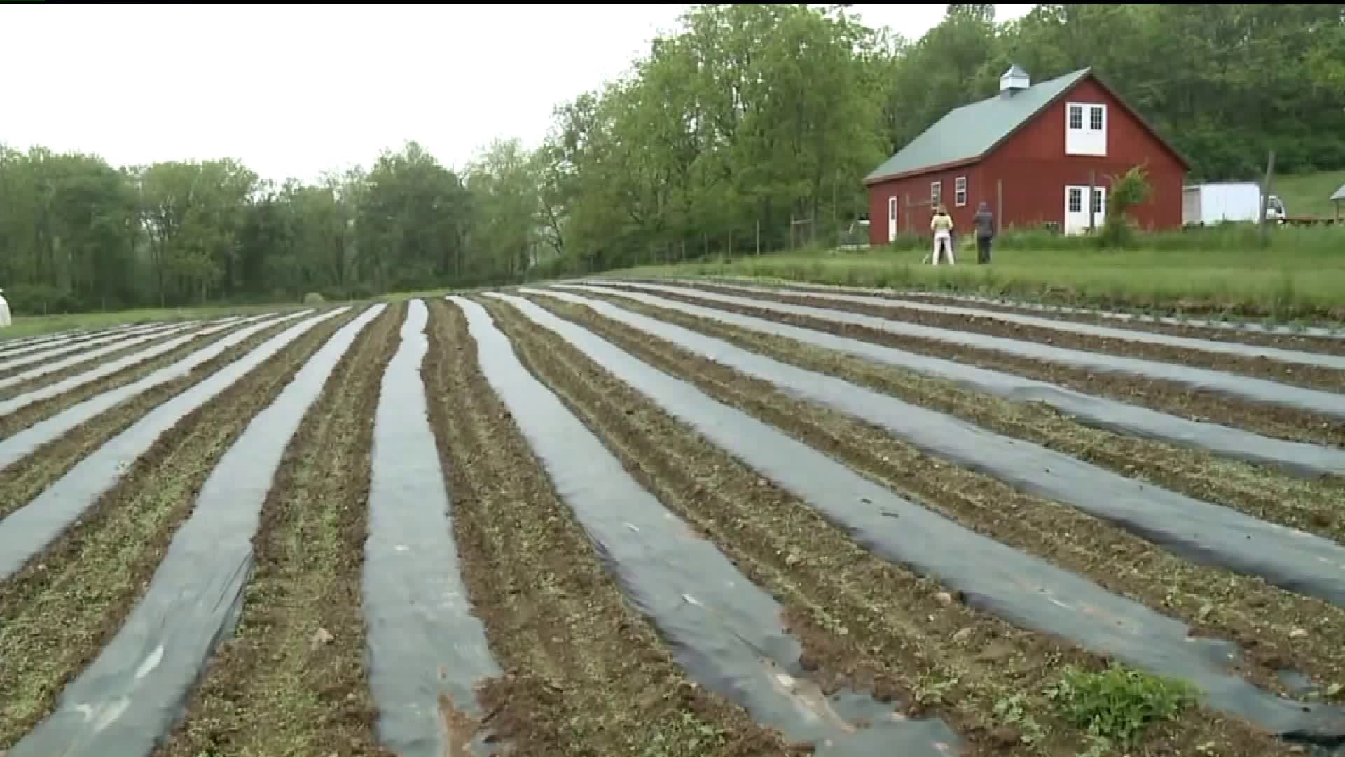 Wet Weather Taking Toll on Vegetable Crops