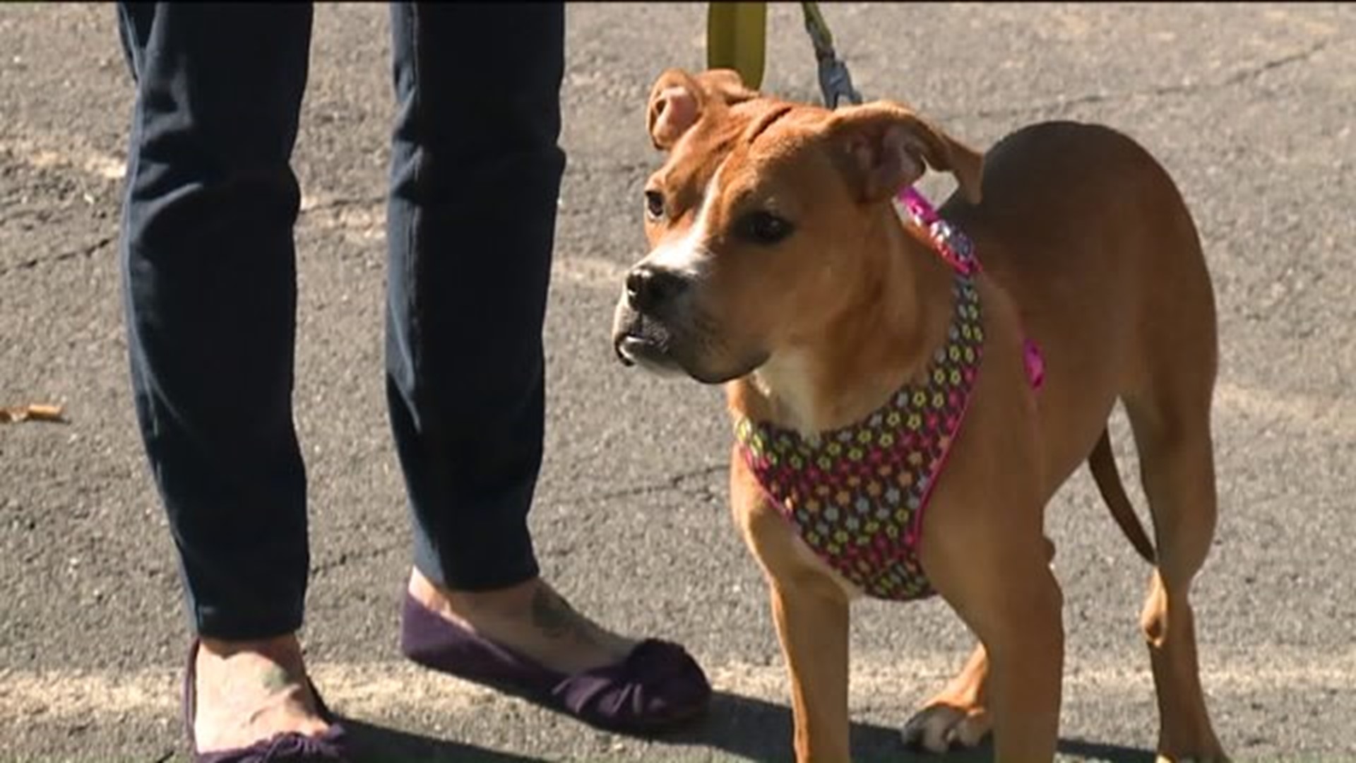 Boxer Mix Expected to Make Full Recovery