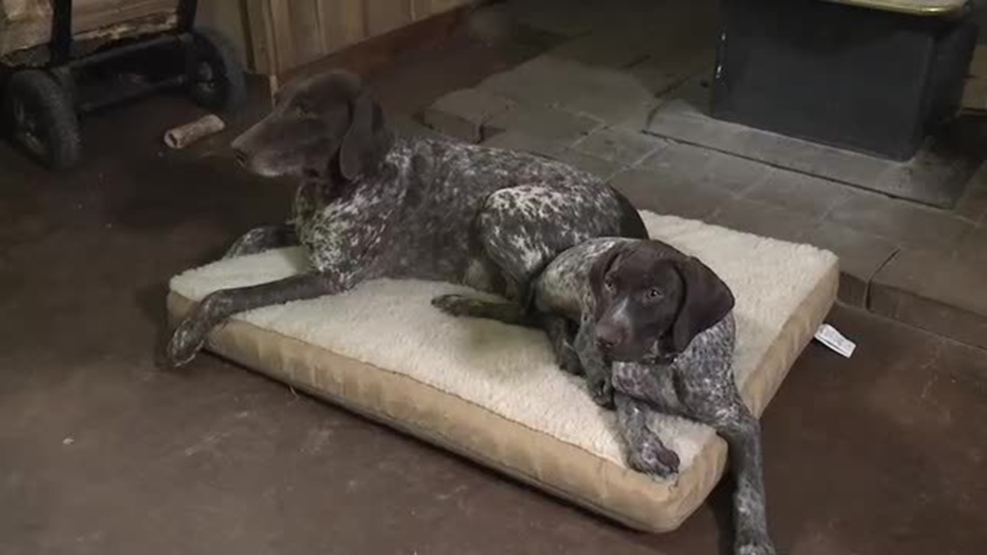 Dusty W German Shorthaired Pointers