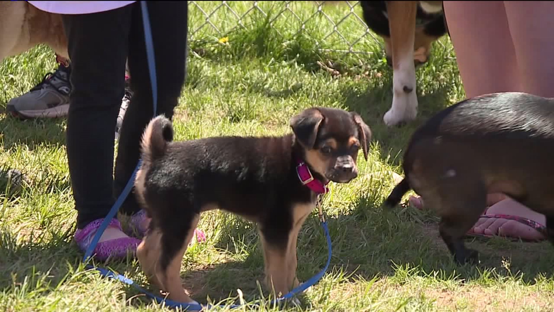 New Dog Park Open in Luzerne County
