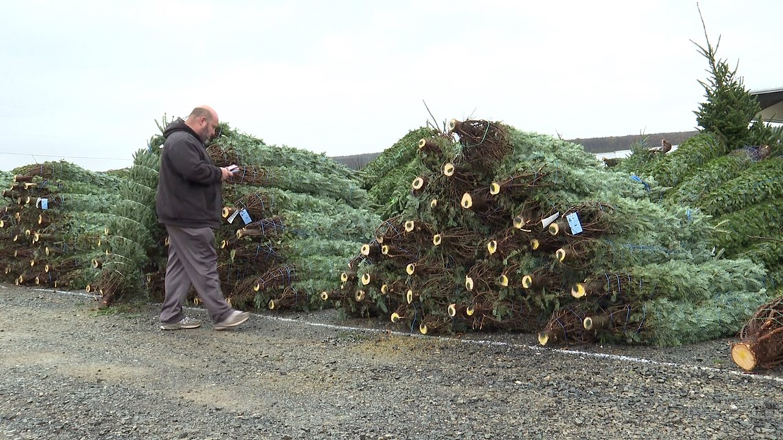 Popular Christmas Tree Auction Booming