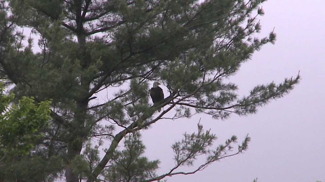 Island Off Limits for Nesting Eagles