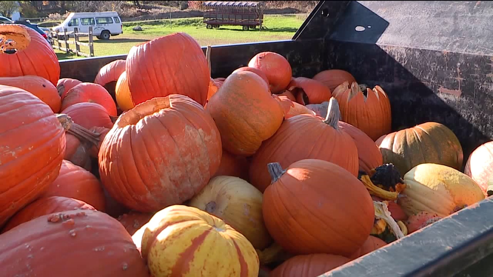 Power To Save: Pumpkins for Pigs