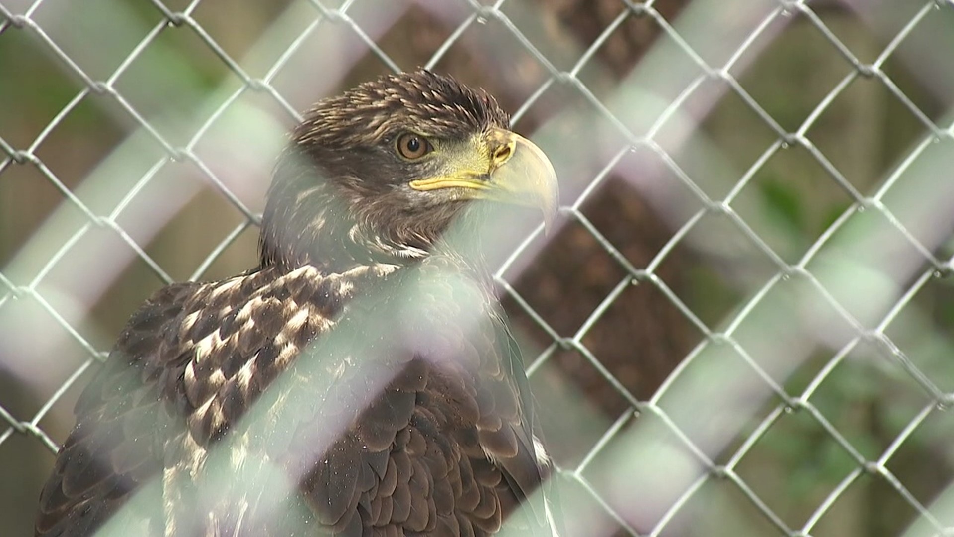A wildlife refuge in Snyder County recently got some new residents, including a bald eagle.