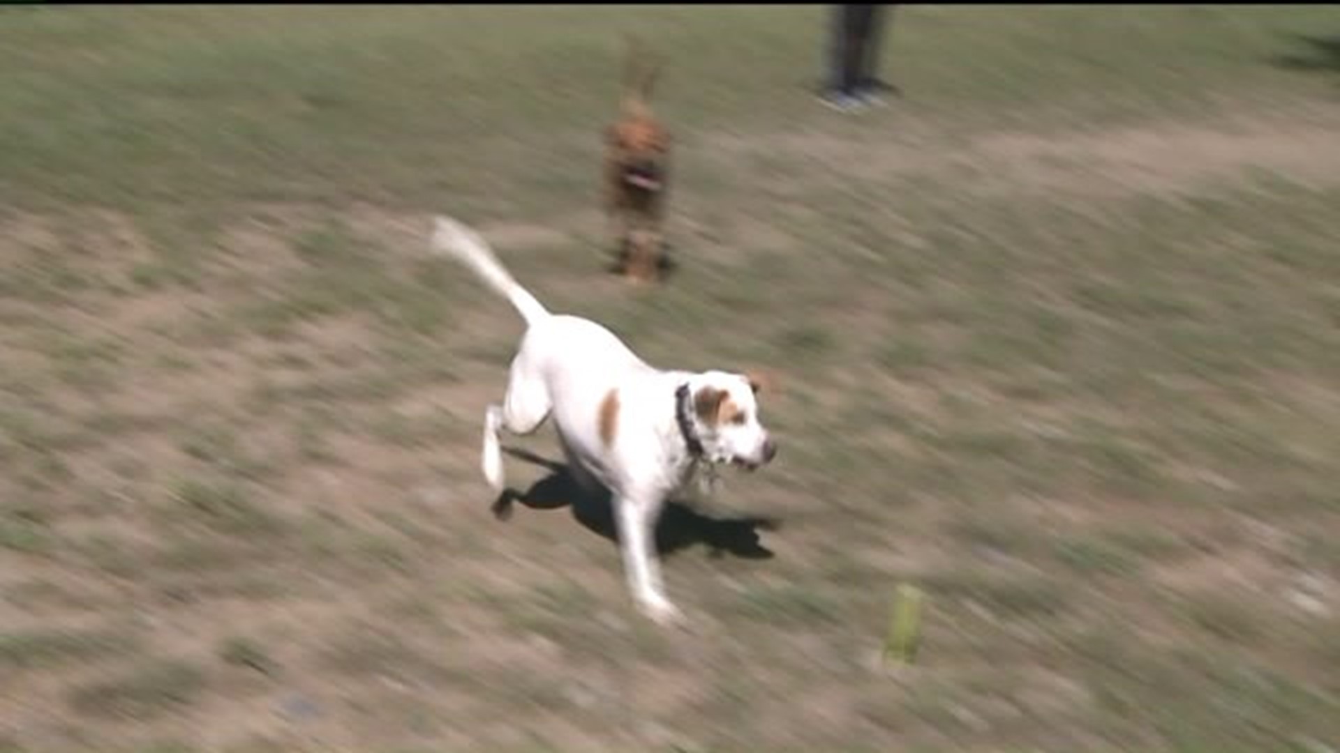 New Dog Park Opens in the Poconos