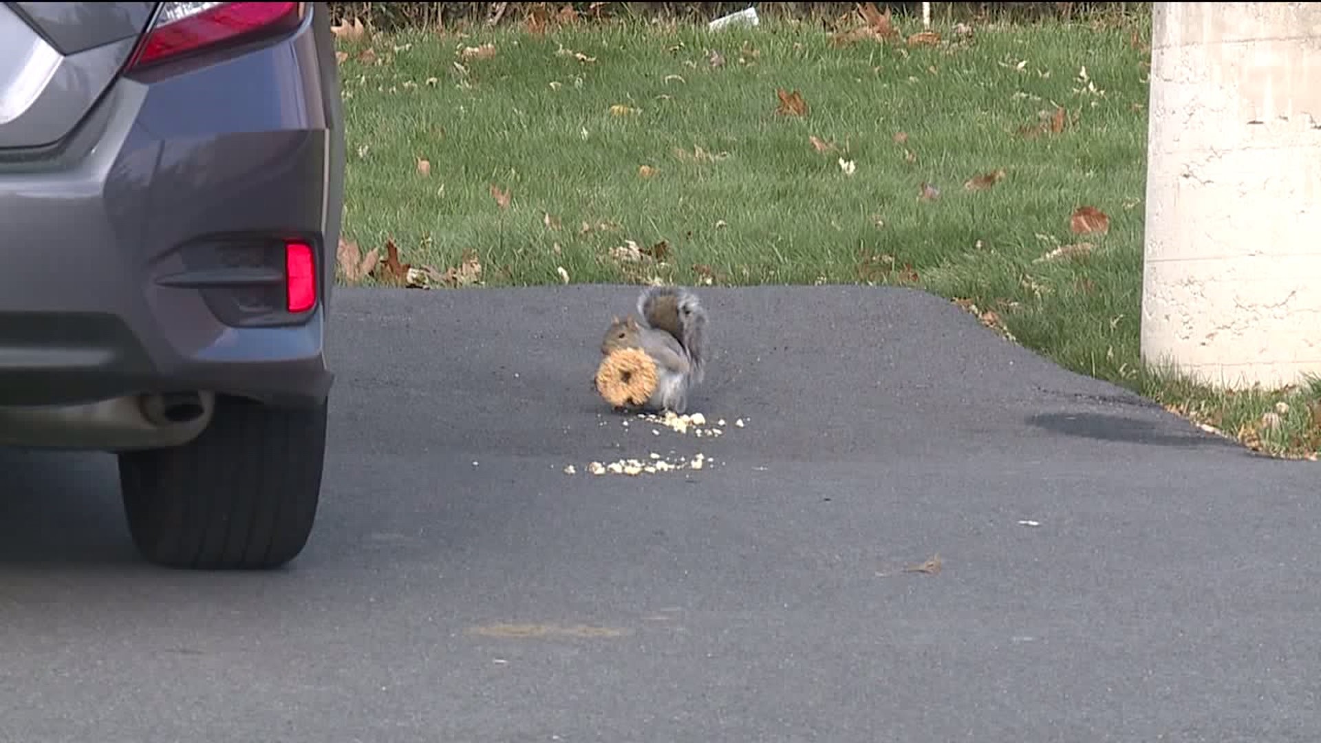 Squirrel Caught on Camera Eating Bagel at Dunkin Donuts